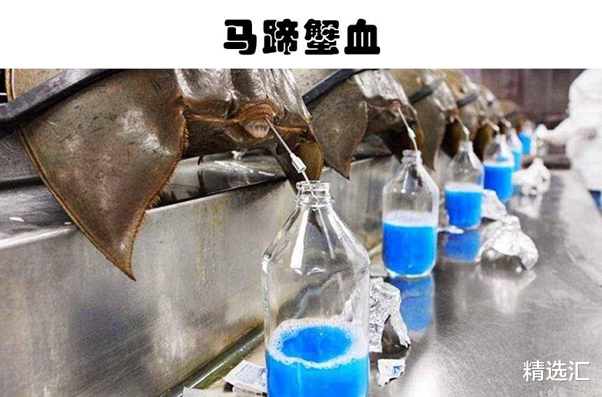 眼镜王蛇的毒液价格很昂贵?世界上5种极其昂贵的液体