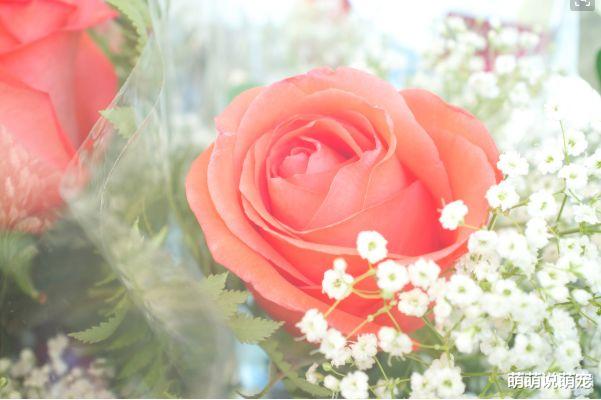 旧爱|灵签占卜：哪一朵玫瑰最漂亮？测出你目前的生活状态是怎样的