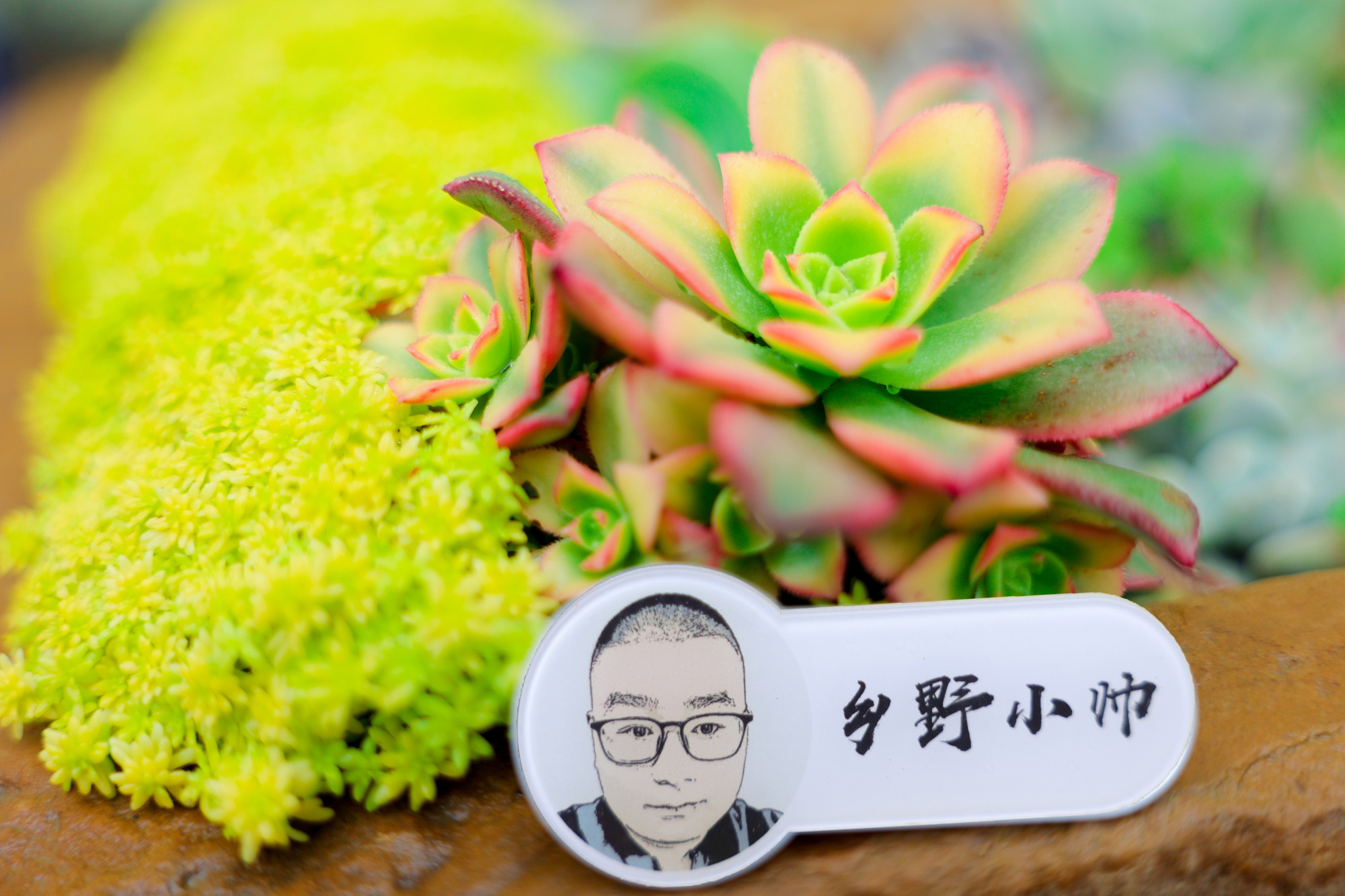 乡野小帅 多肉真菌感染让人烦,这样做让你的肉肉“茁壮成长”