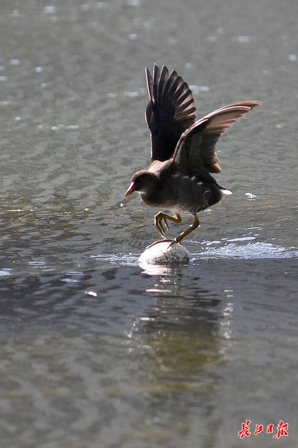 抽样检验|外来鸟筑巢鲩子湖，宝岛公园引鱼草生态治湖取得奇效