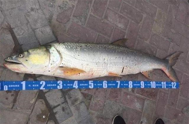 自然灾害|湖北一男子钓获“水老虎”，1米多长，下水抱起来