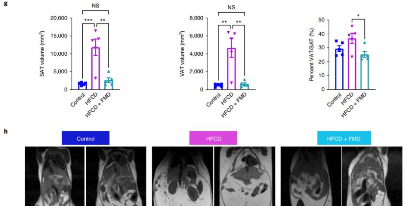 太空 高脂高糖让你变胖又变老？Nature子刊：每月禁食5天，可逆转肥胖