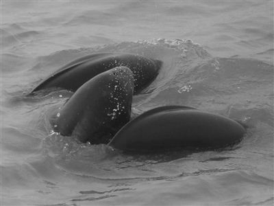 江豚|21年最“凶残”钓鱼人出炉，如此嚣张捕杀江豚，还有正义吗