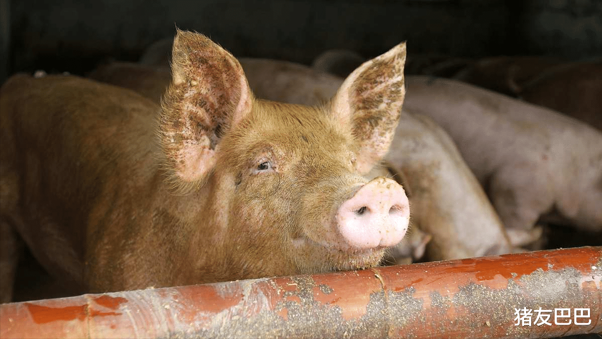 生猪价格 猪价跌入“9元时代”，行情筑底反扑，机构：6~8月猪价再攀新高！