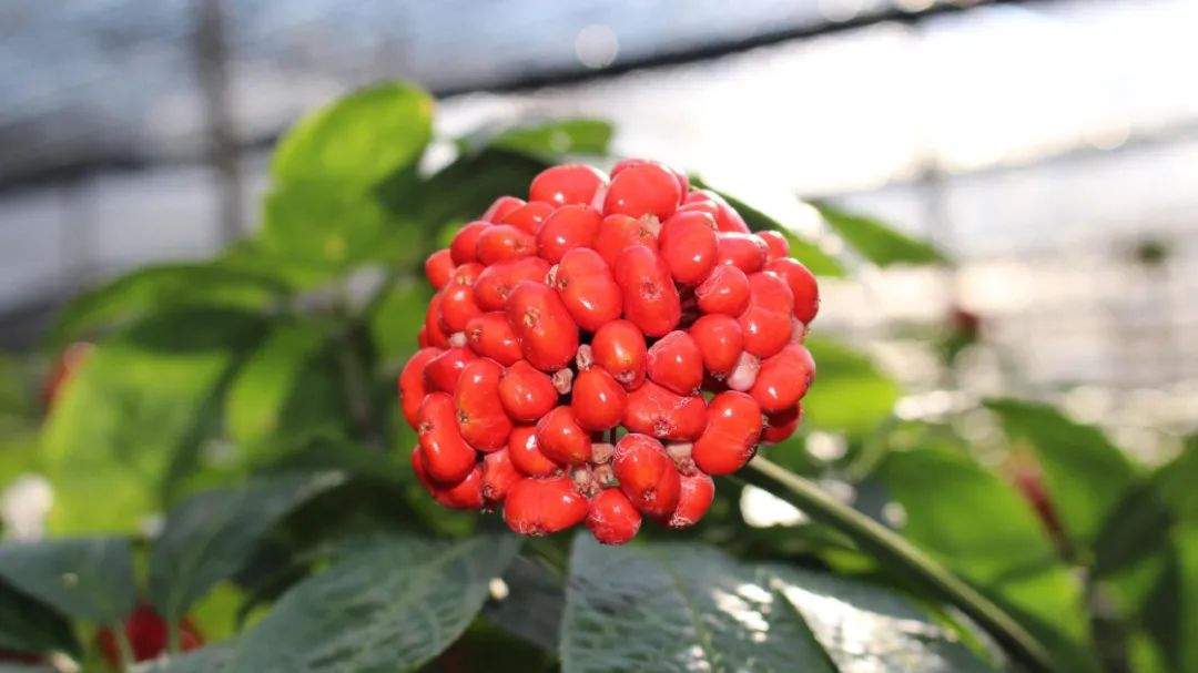 中草药|这味中草药的名字和数字有关，被称为“神草”，可用于止血化瘀