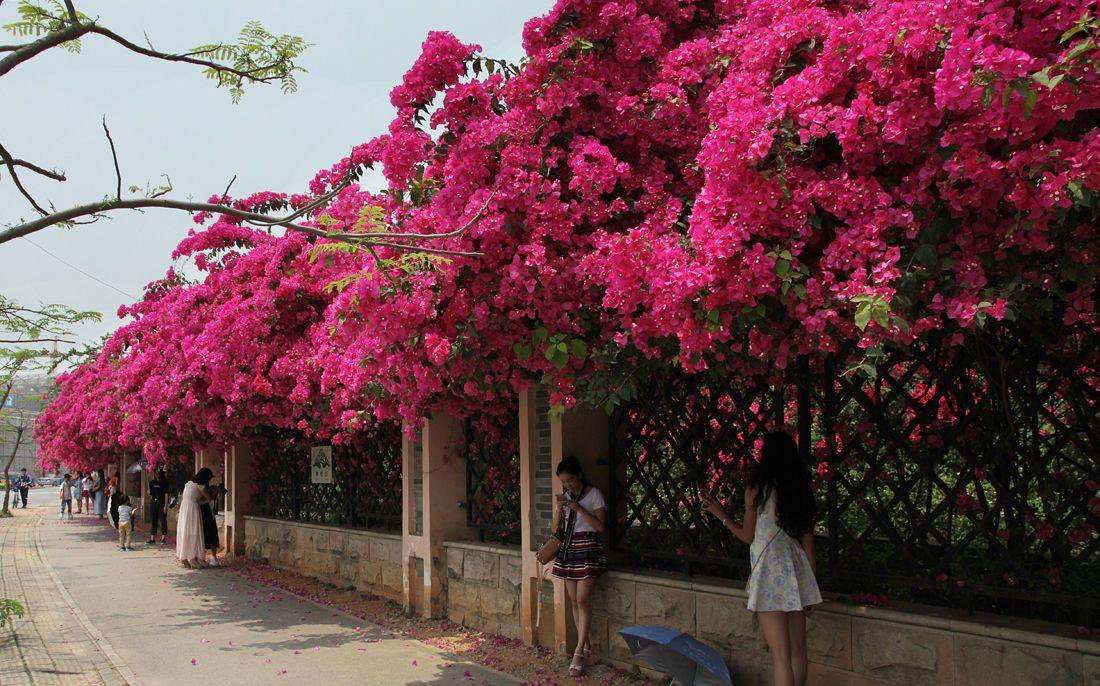 京跃伟哥|3种适合庭院养的“四季花”，夏天冬天都不怕，南北方都能种！