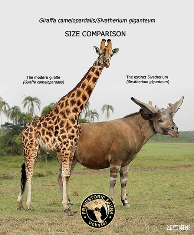 灭绝动物 36张罕见的灭绝动物对比照，它们要是活着，应该没人类什么事了