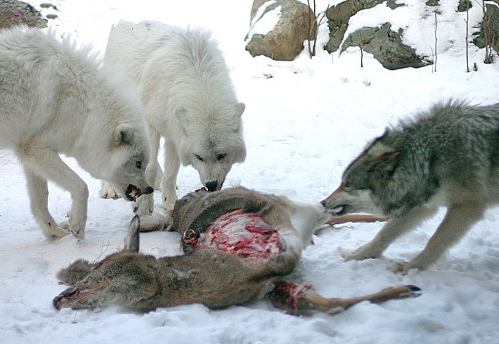  人类的祖先跟狼一样捕猎：长跑能力让人叹为观止！