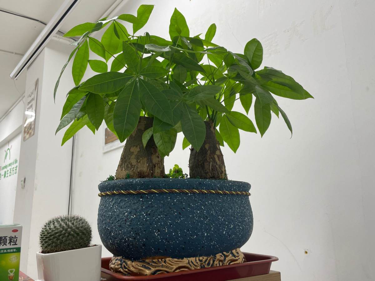 深圳市|能活上百年的7种植物，长寿又吉利，能养成“传家宝”