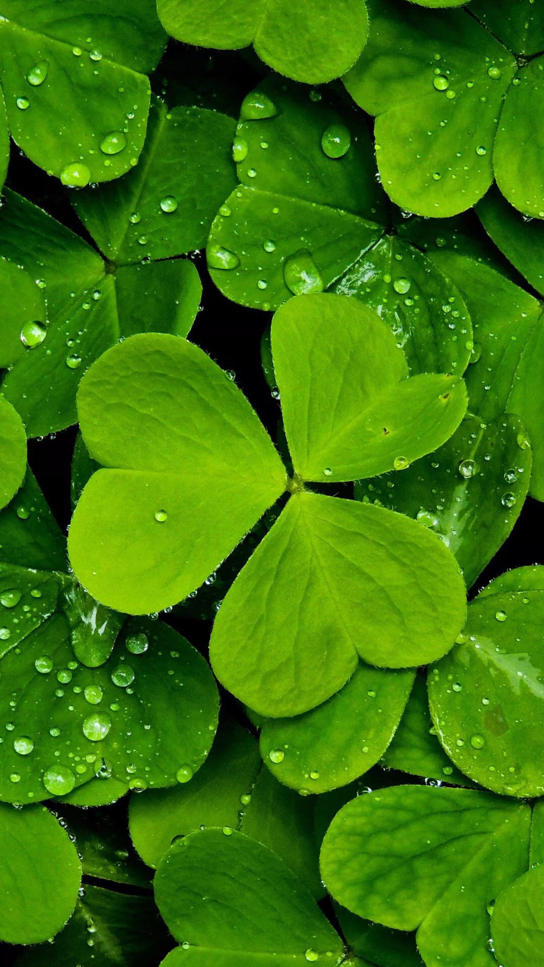 天若星河 他孤零零地死在小火车站长凳板上，却赢得了全世界的尊重