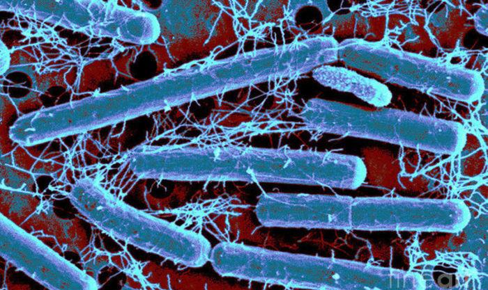 微生物 生命如何在极端条件下生存？