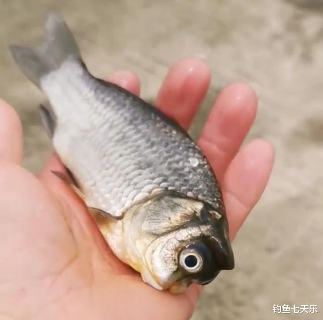 |身残志坚！无脸“猫头鱼”引发网友热议：看后没理由躺平了