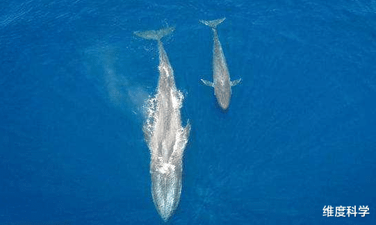 科学家 谁能捕猎体长30米，体重1.5万吨的蓝鲸？只有这种生物能做到