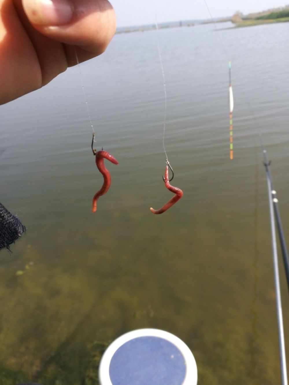 饵料|上佳补品黄颡鱼，用对作钓技巧很关键