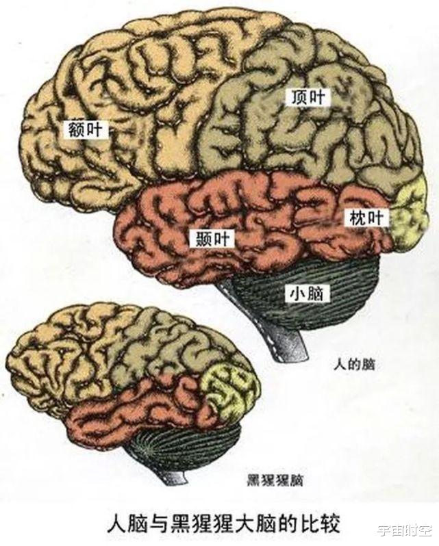 硬核科普:为什么只有人类进化出高度发达的大脑?