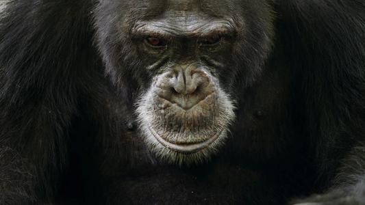 黑猩猩 这就是黑猩猩首领的政治手段，完全不输人类，看完不寒而栗！