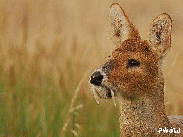 默沙东 这只麋鹿很奇怪，明明只吃草，却长着獠牙！