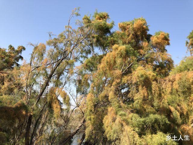 明年是虎年,老人说:明年是“相火司天,小逆之年”,是啥意思?