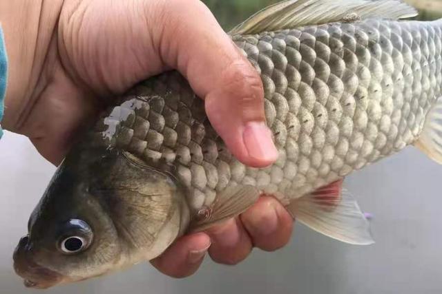 |不瞒你说，7月唯独这饵才最实用，既简单又省钱，关键板鲫特爱吃