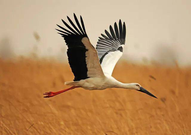 微生物 天空为什么是蓝色的？动物为什么会打哈欠？它们认路本领哪里学的