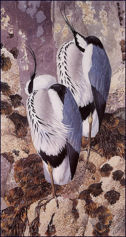 英国查尔斯.图尼克利夫(Charles.Tunnicliffe)禽鸟水彩画
