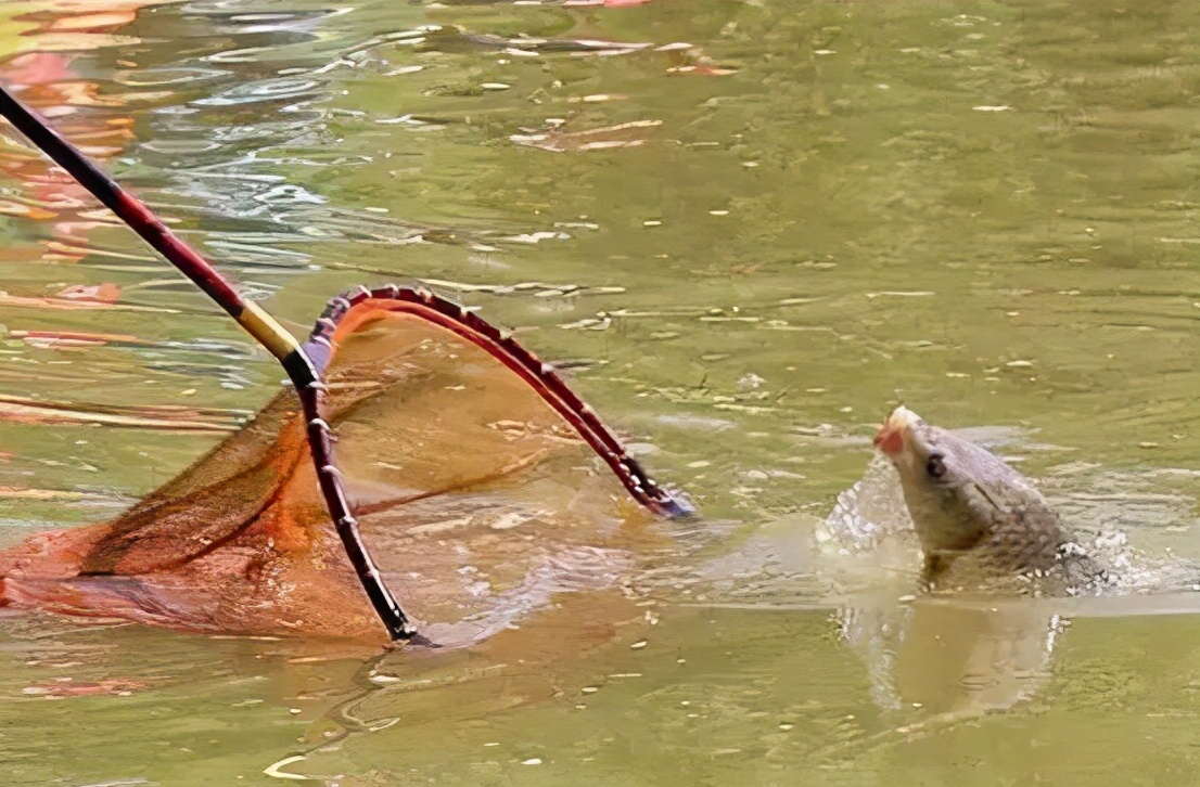 民生银行|钓鱼达人手把手教学，黑坑偷驴实战技巧与经验！——盛世三渔