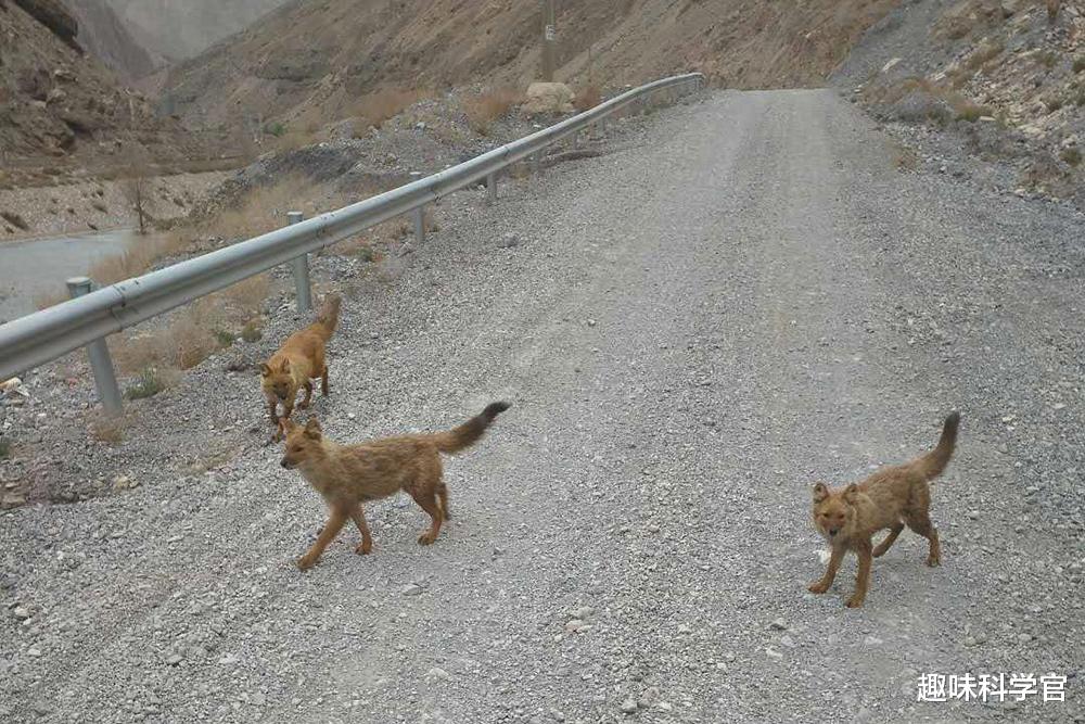 祁连山发现10只“红毛犬”,它们能咬死老虎,被称为“猛兽之首”