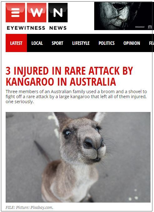 袋鼠 别秀了，袋鼠才是动物界的肌霸