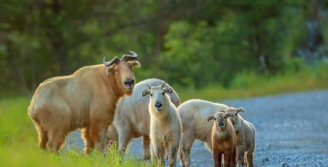 琳妹儿说|广西边境检查站查获3000条眼镜蛇，网友：为什么蛇会越来越多？