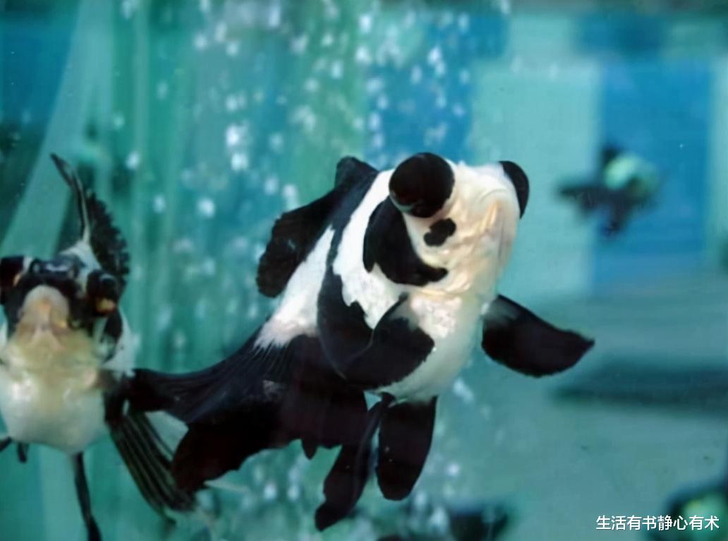 涨知识，五种最有特点的鱼