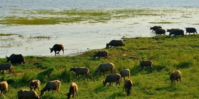  食人部落与“笑死病”：为何哺乳动物不能同类相食？