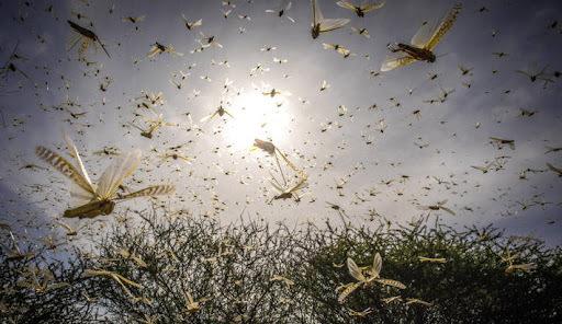 蝙蝠 科学家早就给出答案:人类消灭蝙蝠会造成怎样的毁灭性后果?