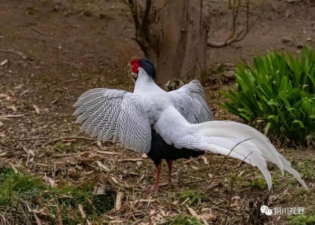 铜川周春辉 铜川摄影师张宝光暮春时节在洋县拍摄的作品