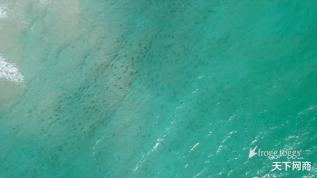 不明物体|如今的钓鱼高手,已经在用无人机钓鲨鱼了