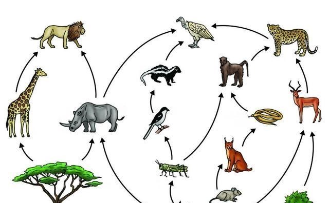 野生动物 为什么地球选择了碳基生命,而非硅基生命?宇宙中存在硅基生命吗