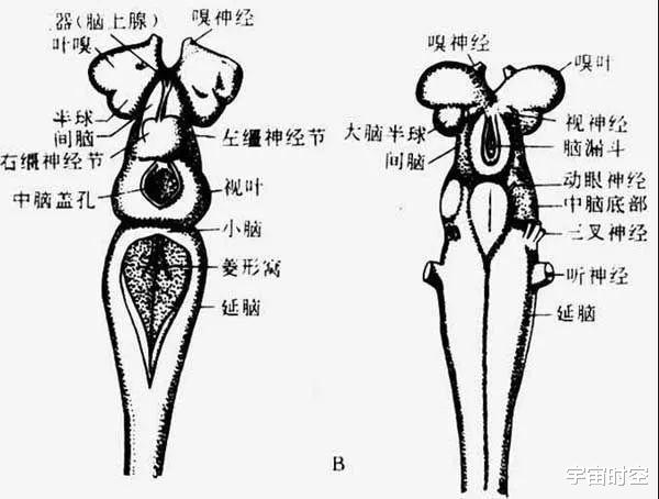 硬核科普:为什么只有人类进化出高度发达的大脑?