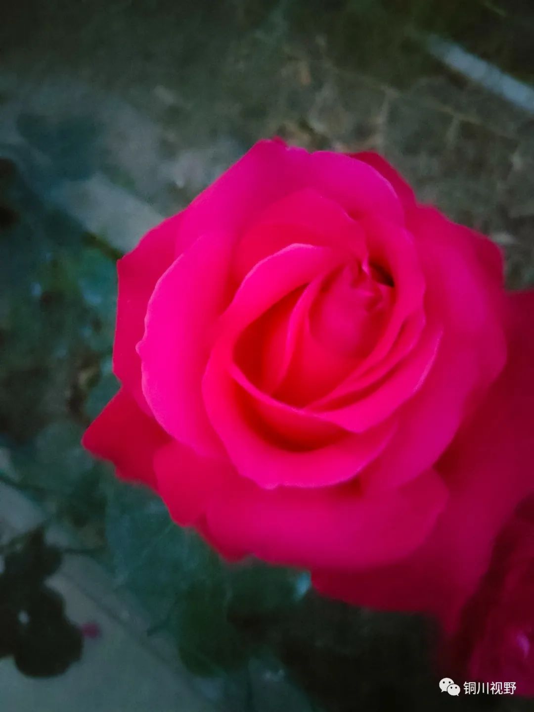 铜川周春辉 花花草草自己种，五月欣赏正当时