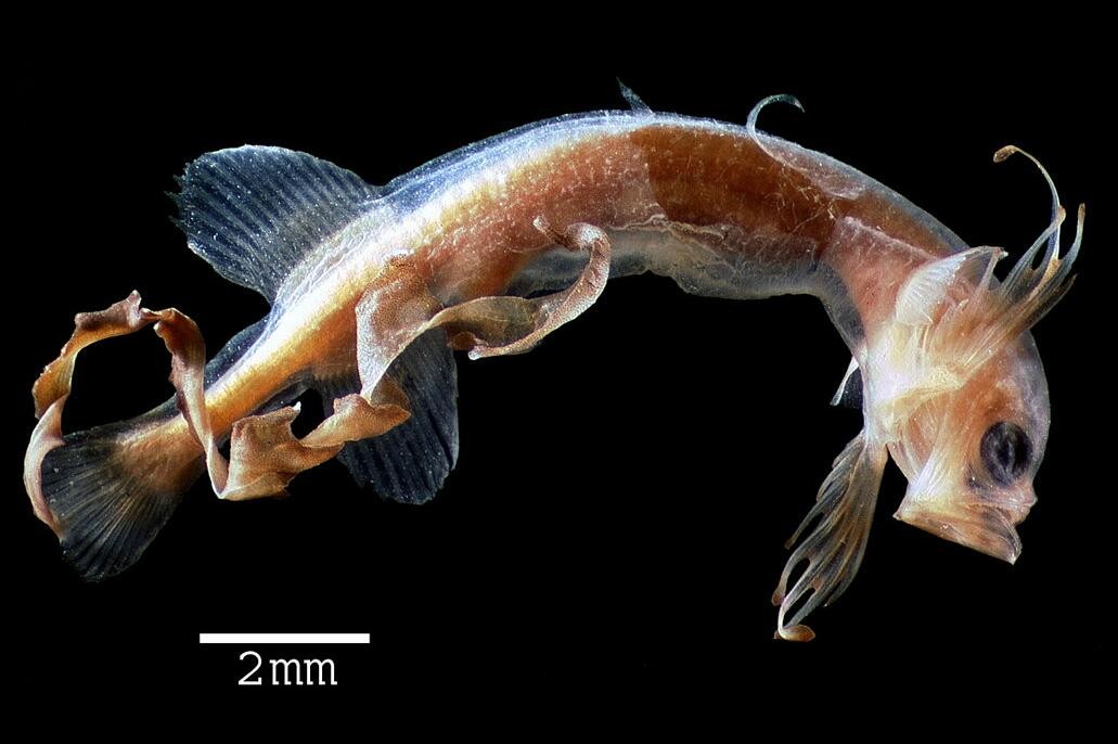 科学家 太平洋深海发现怪鱼,长得像须鲸,一生3变形,科学家已被搞懵