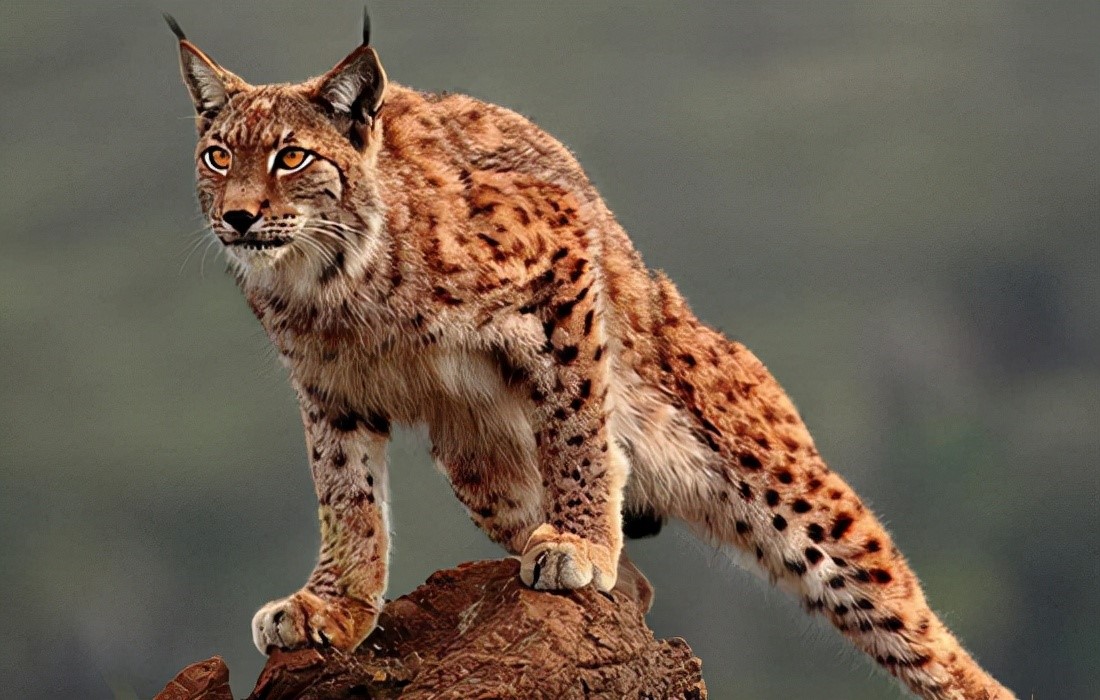 地球上最凶狠的6种野猫,狞猫能够一跃4米,猞猁竟敢单挑狼群?
