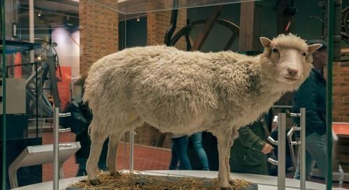 育儿心课堂|以前常听到克隆，如今很少有人提及，还记的克隆羊多莉吗？