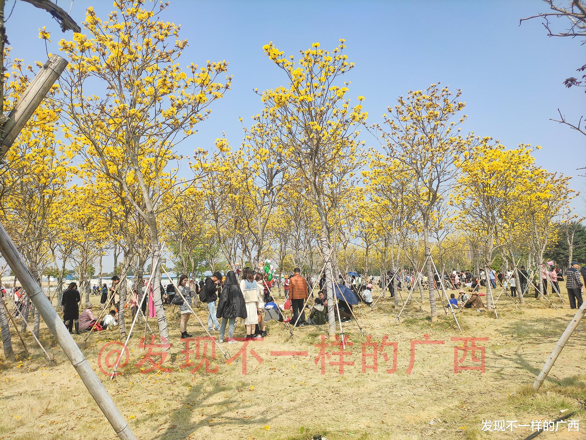 北海 太火爆！合浦文昌塔成功抢了春节假期北海市各大旅游景点的风头