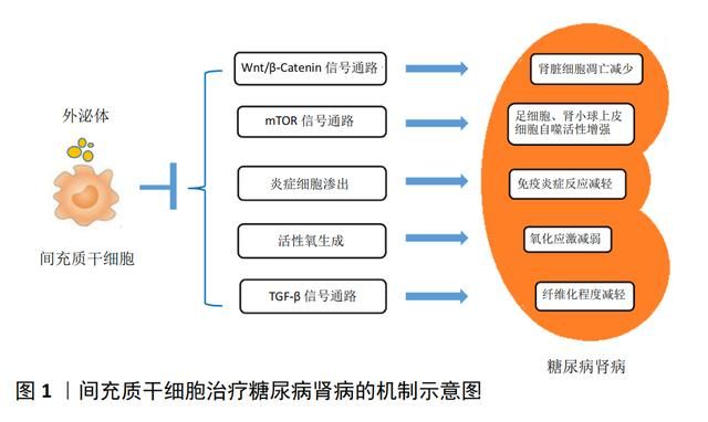  中科西部干细胞研究院：干细胞移植糖尿病肾病的潜力及作用机制!
