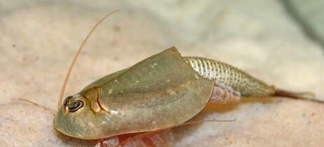 生存年代 普韦布洛遗址发现大量“三眼恐龙虾”，其生存年代比恐龙还久远