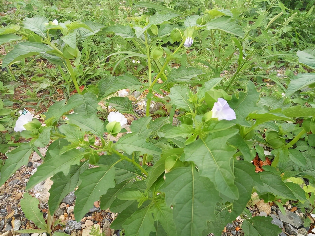 农村见闻 农村果实像灯笼的野草，曾是儿时的玩具，原来它价值这么多涨知识了