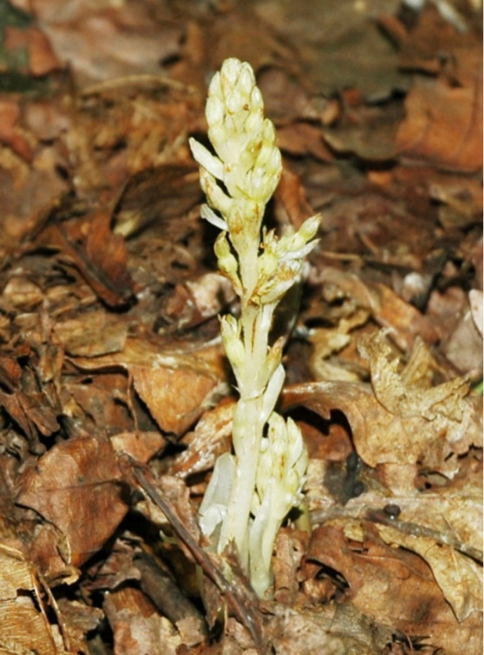 辽宁再现兰科活化石,是地球自我修复,还是玛雅预言或将成真?