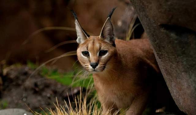 广西扶绥发现神兽金猫，凶猛霸道，敢对野猪下手