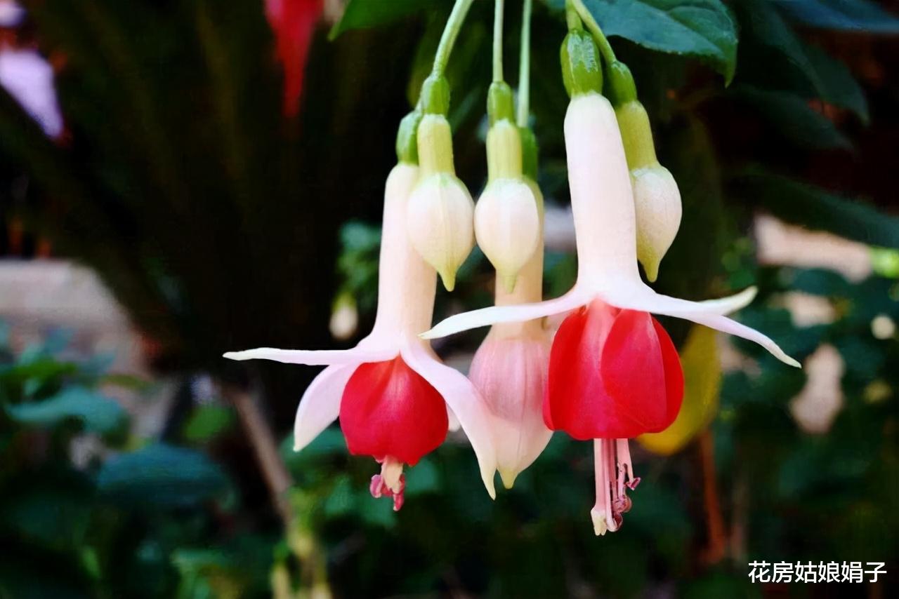 这6种花适合养在室内,装饰家居能起到很好的效果,新手也能养活