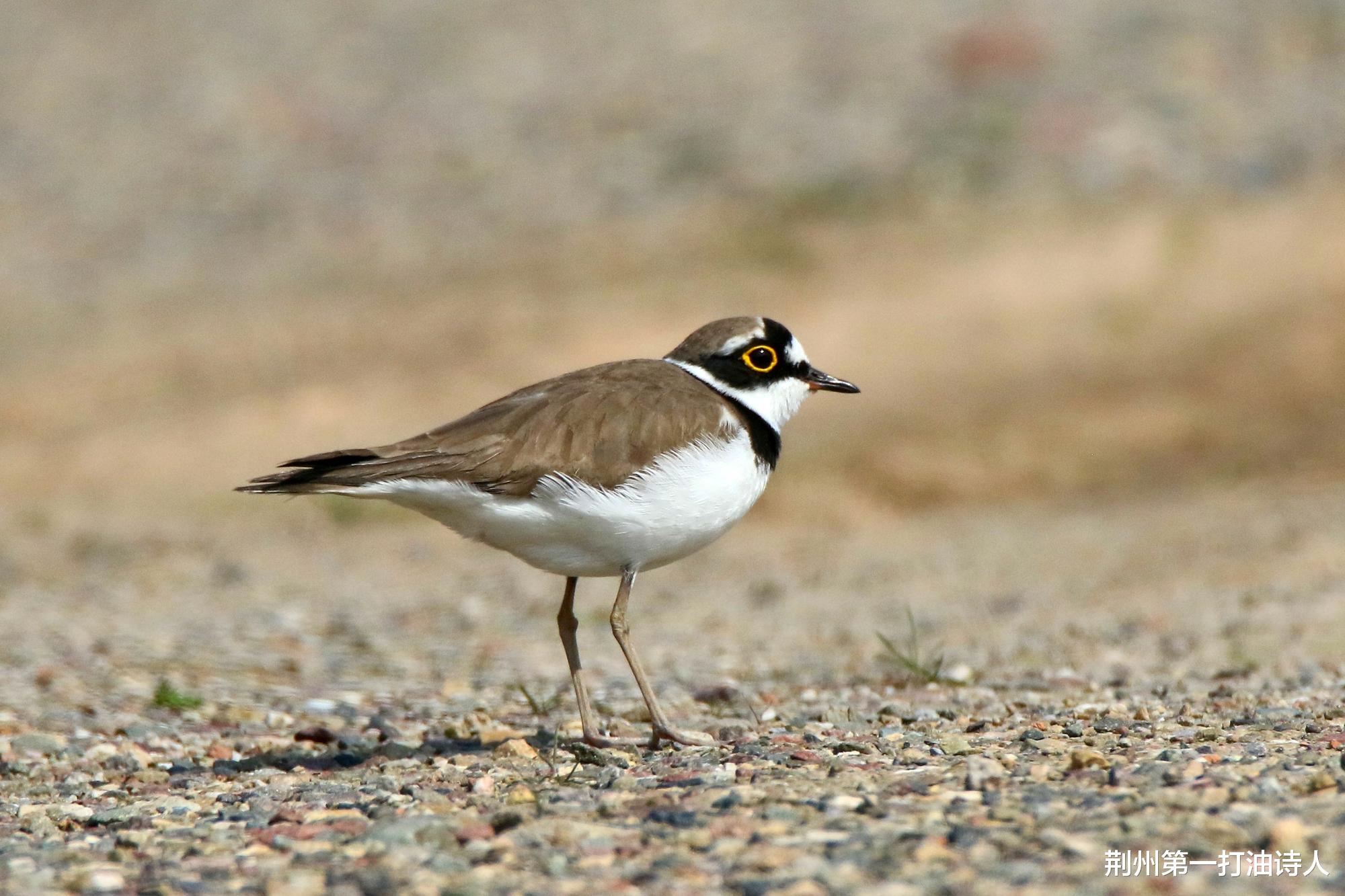 荆州第一打油诗人 【诗鸟谐趣】学堂洲的金眶鸻，已经开始勘察故居了！