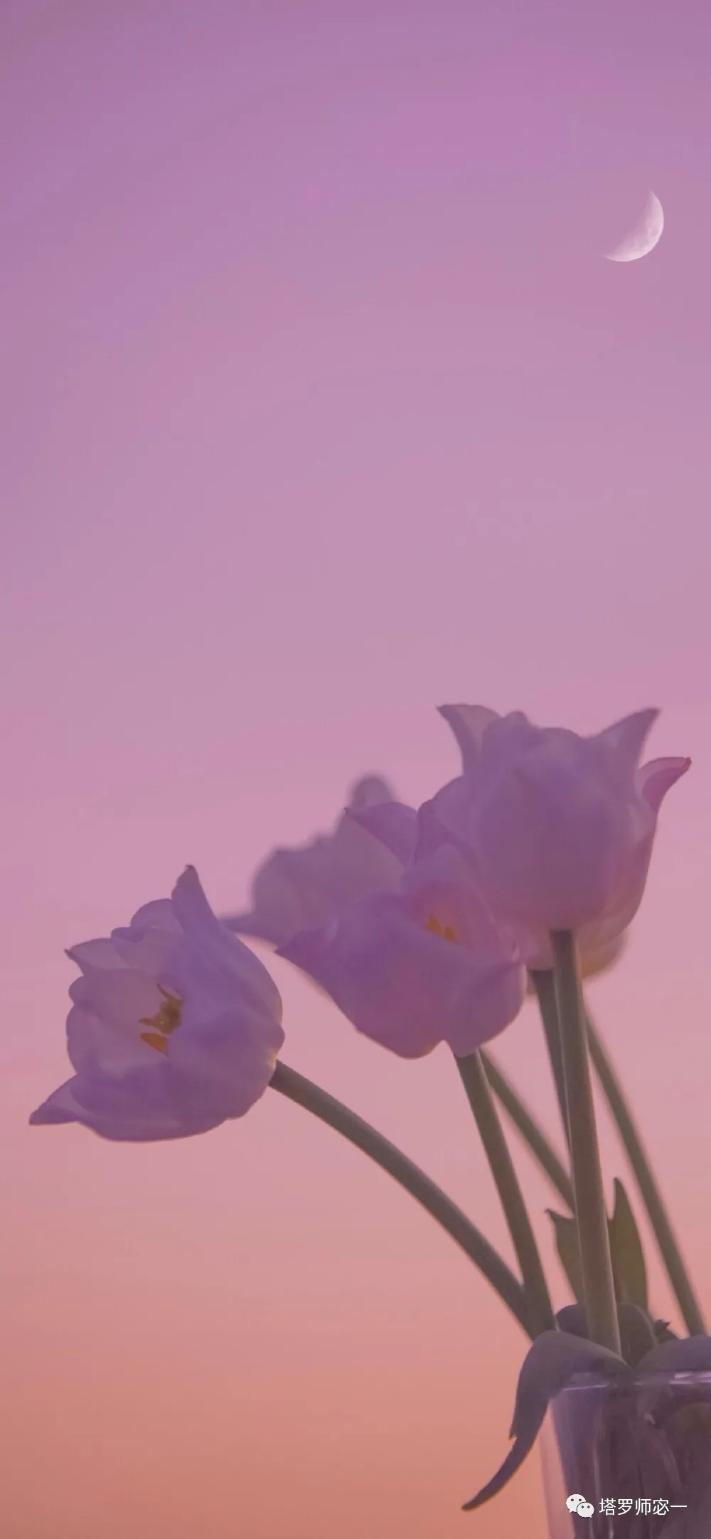 占卜师宓一|塔罗牌预测：未来的你们，在一起吗？TA是你的新恋情对象吗？