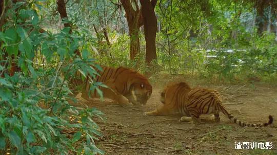 鳄鱼 印度最猛的老虎,一生竟猎杀8只巨型鳄鱼,场面凶残至极!纪录片